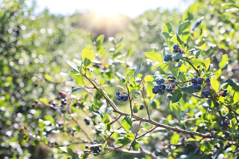Blueberry Bush
